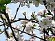 fleur d'arbres au printemps.JPG